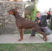 Gunner , a male Doberman Pinscher for sale in Bouckville, NY – Photo 4 of 4