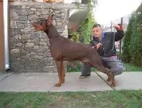 Gunner , a male Doberman Pinscher for sale in Bouckville, NY – Photo 3 of 4