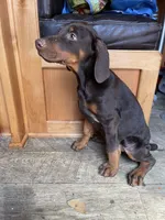 Gunner , a male Doberman Pinscher for sale in Bouckville, NY – Photo 4 of 4