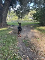 Gunner , a male Doberman Pinscher for sale in Bouckville, NY – Photo 1 of 4