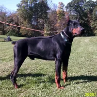 Gunner , a male Doberman Pinscher for sale in Bouckville, NY – Photo 3 of 4