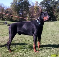 Gunner , a male Doberman Pinscher for sale in Bouckville, NY – Photo 2 of 4