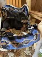 Ranger, a male Doberman Pinscher for sale in Cazenovia, NY – 9 of 10