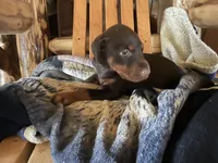 Ranger, a male Doberman Pinscher for sale in Cazenovia, NY – 3 of 10