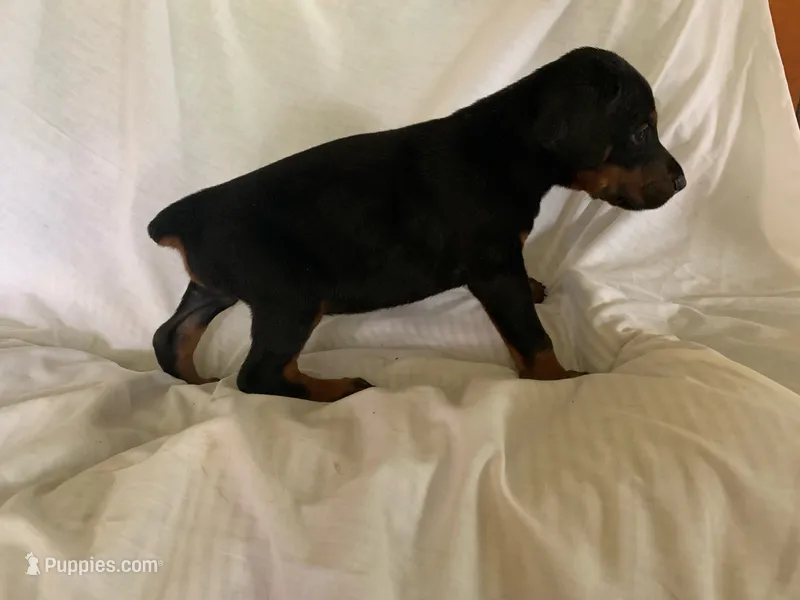 Ranger – Doberman Pinscher puppy for sale in Cazenovia, NY