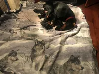 Ranger, a male Doberman Pinscher for sale in Cazenovia, NY – 2 of 6
