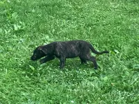 Finn, a male Irish Wolfhound for sale in Bouckville, NY – Photo 5 of 10