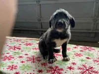 Finn, a male Irish Wolfhound for sale in Bouckville, NY – Photo 4 of 10