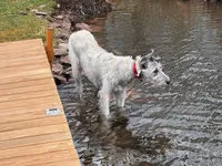 Finn, a male Irish Wolfhound for sale in Bouckville, NY – Photo 9 of 10