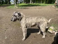 Finn, a male Irish Wolfhound for sale in Bouckville, NY – Photo 10 of 10