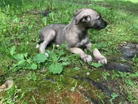 Finn, a male Irish Wolfhound for sale in Bouckville, NY – Photo 1 of 10