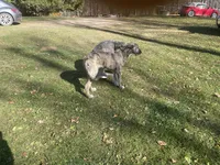 Finn, a male Irish Wolfhound for sale in Bouckville, NY – Photo 7 of 10