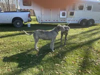 Finn, a male Irish Wolfhound for sale in Bouckville, NY – Photo 8 of 10