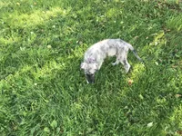 Finn, a male Irish Wolfhound for sale in Bouckville, NY – Photo 6 of 10