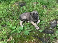 Finn, a male Irish Wolfhound for sale in Bouckville, NY – Photo 2 of 10