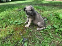 Finn, a male Irish Wolfhound for sale in Bouckville, NY – Photo 3 of 10