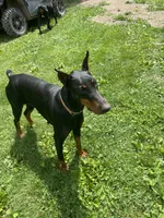 Ranger, a male Doberman Pinscher for sale in Cazenovia, NY – 5 of 6