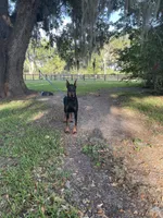 Ranger, a male Doberman Pinscher for sale in Cazenovia, NY – 4 of 6