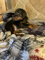 Ranger, a male Doberman Pinscher for sale in Cazenovia, NY – 2 of 10