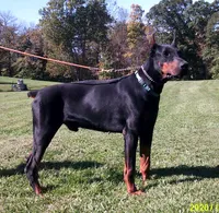 Ranger, a male Doberman Pinscher for sale in Cazenovia, NY – 3 of 6