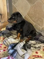 Ranger, a male Doberman Pinscher for sale in Cazenovia, NY – 8 of 10