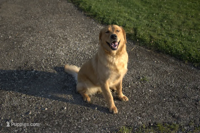 Doris – Golden Retriever puppy for sale in Dalton, OH