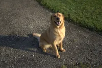 Doris, a female Golden Retriever for sale in Dalton, OH – 1 of 8