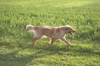 Doris, a female Golden Retriever for sale in Dalton, OH – 2 of 8