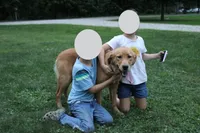 Doris, a female Golden Retriever for sale in Dalton, OH – 3 of 8