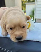Doris, a female Golden Retriever for sale in Dalton, OH – 6 of 8