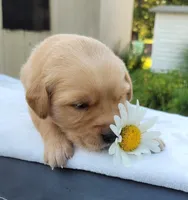 Doris, a female Golden Retriever for sale in Dalton, OH – 5 of 8