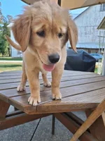 Doris, a female Golden Retriever for sale in Dalton, OH – 4 of 8