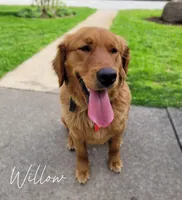 Doris, a female Golden Retriever for sale in Dalton, OH – 7 of 8