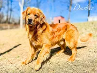 Doris, a female Golden Retriever for sale in Dalton, OH – 8 of 8