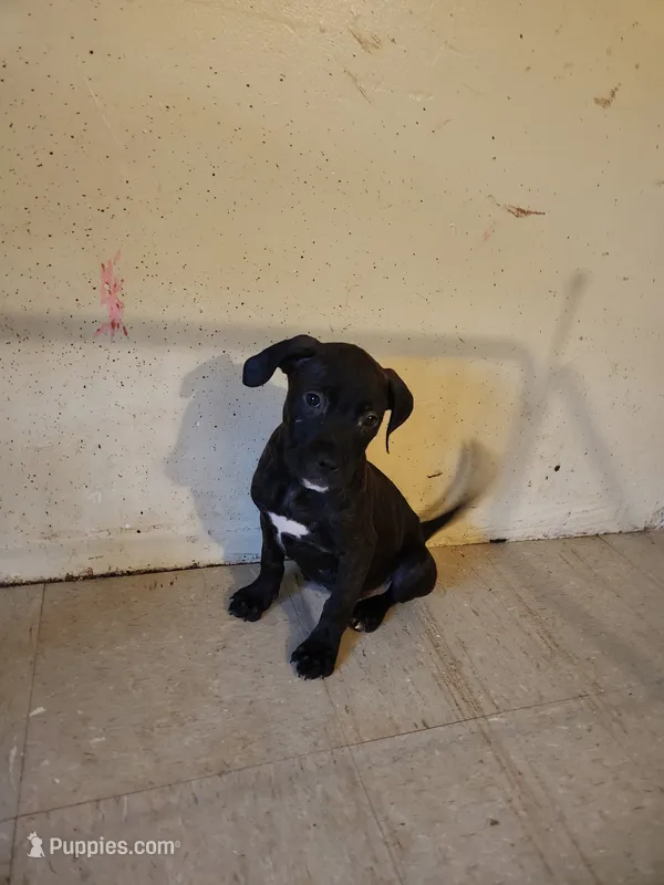 JAYCEE – American Bully, Cane Corso puppy for sale in Brooklyn, NY