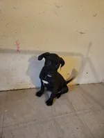 JAYCEE, a female American Bully and Cane Corso for sale in Brooklyn, NY – 1 of 2