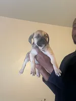 Girlie, a female American Bully for sale in Brooklyn, NY – 1 of 1
