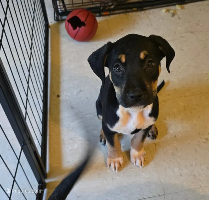 Scarlett – American Bully, Cane Corso puppy for sale in Brooklyn, NY