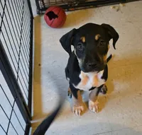 Scarlett, a female American Bully and Cane Corso for sale in Brooklyn, NY – 1 of 1