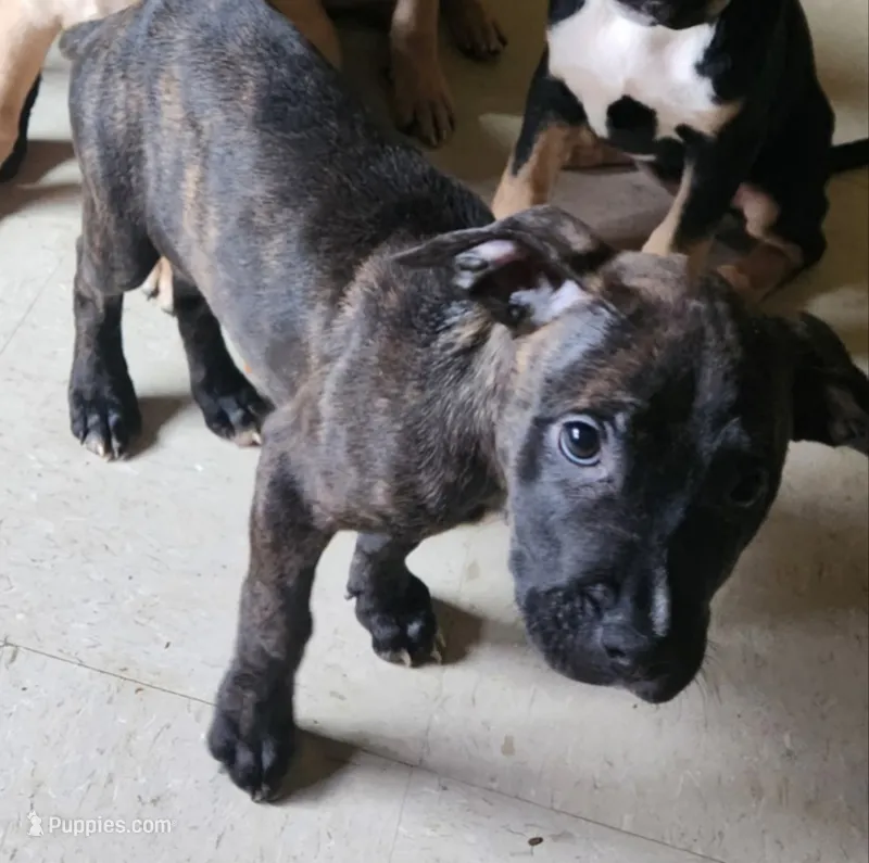Brownie – American Bully, Cane Corso puppy for sale in Brooklyn, NY