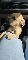 RoxY girlie sister, a female American Bully and Cane Corso for sale in Brooklyn, NY – 1 of 1