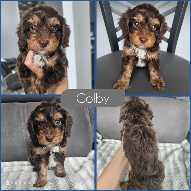 Colby – Cockapoo puppy for sale in Zanesville, OH