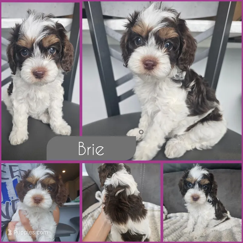Brie – Cockapoo puppy for sale in Zanesville, OH