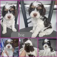 Brie- $2200 if reserved by 8/23, a female Cockapoo for sale in Zanesville, OH – 1 of 4