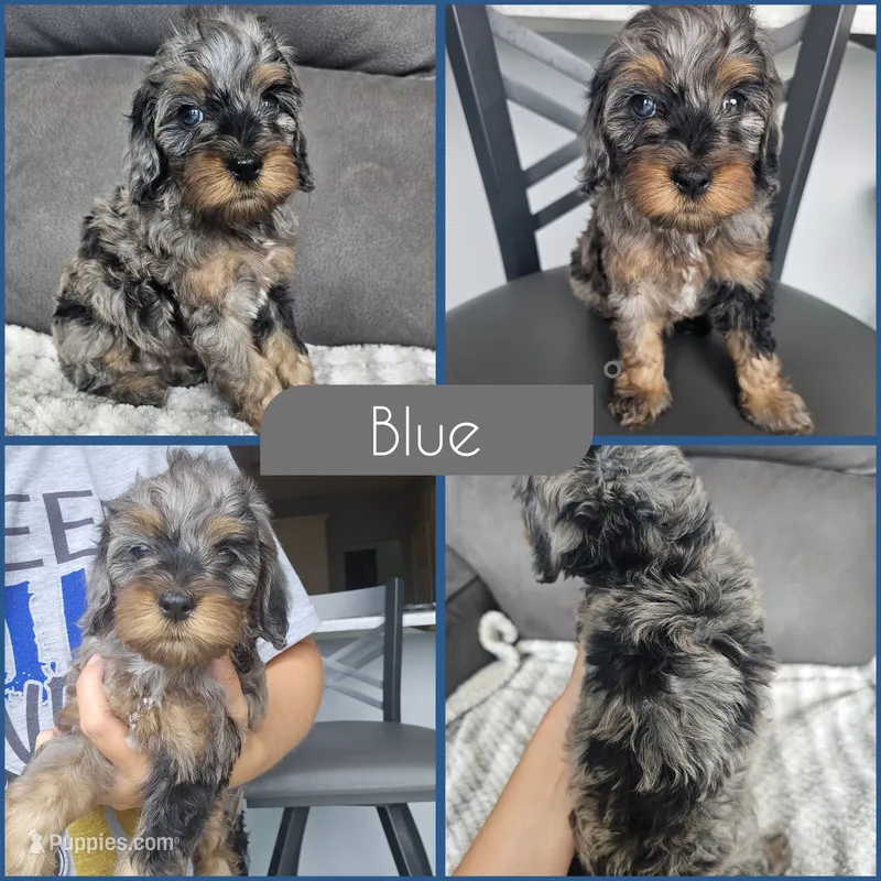 Blue – Cockapoo puppy for sale in Zanesville, OH