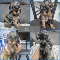 Blue- $2500 if reserved by 8/23, a male Cockapoo for sale in Zanesville, OH – 1 of 3