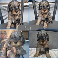 Blue, a male Cockapoo for sale in Zanesville, OH – 1 of 1