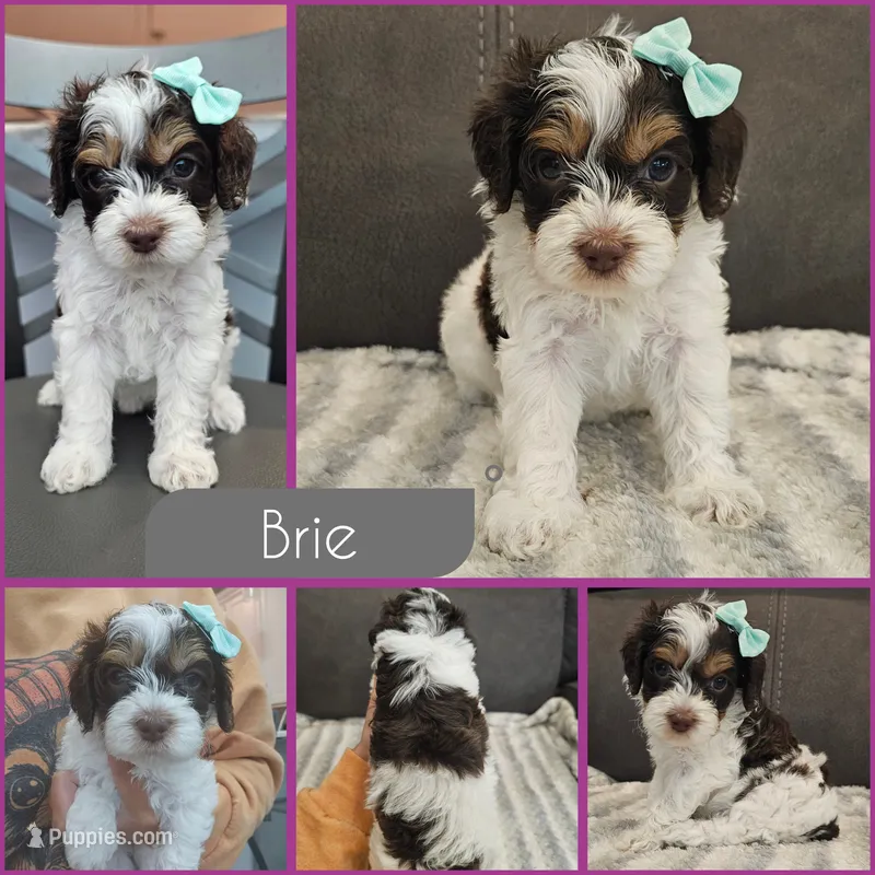 Brie – Cockapoo puppy for sale in Zanesville, OH