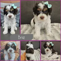Brie, a female Cockapoo for sale in Zanesville, OH – 1 of 1