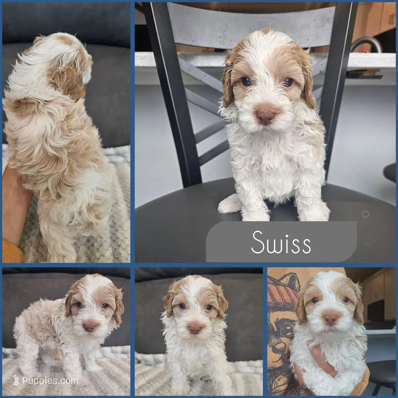 Swiss – Cockapoo puppy for sale in Zanesville, OH